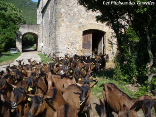 Les chèvres sortant de la chèvrerie