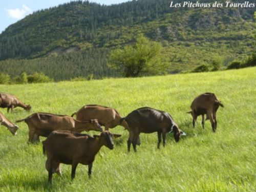 Une prairie sur les hauteurs