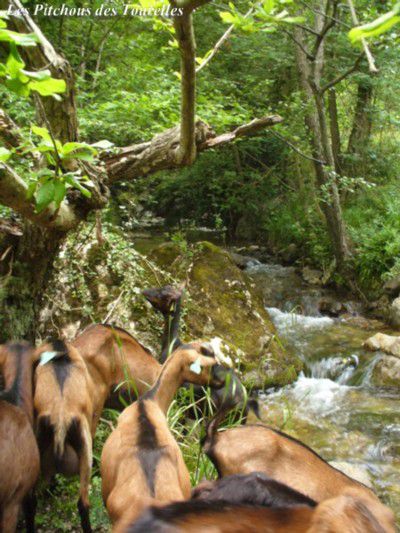 Les chèvres en bordure de nos magnifiques petites rivières !