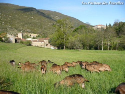 Les chèvres en prairie, le villlage et la ferme !