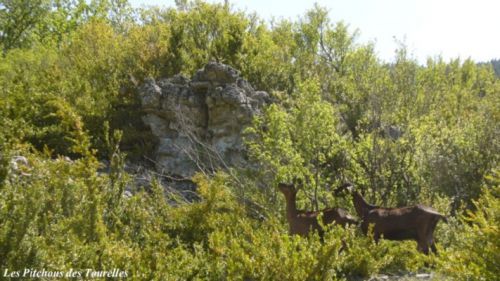 2 chèvres perdues dans la nature brute