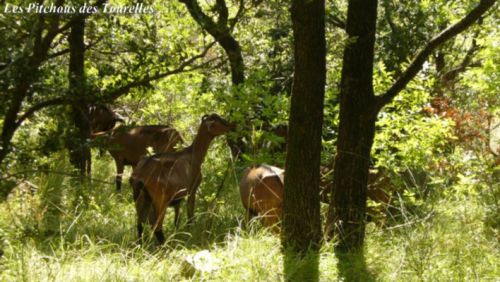 Le pâturage d'été parfois en sous-bois... avec une ombre bienfaisante !