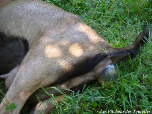 On peut distinguer les sabots du chevreau en blanc au travers de la poche qui n'est pas encore percée