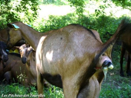 La future maman est inquiète car ce n'est pas son environnement quotidien, elle aurait préféré mettre bas en chèvrerie... mais lorsqu'on les fait pâturer pendant 5 ou 6 heures, parfois, ce genre de choses arrive et on n'a pas le temps de rentrer !