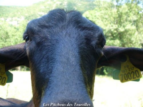 Ma 20 (prononcé à la manère espagnole) nous fait profiter de son nez !