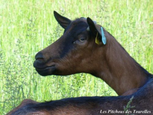 Un portrait sur fond herbeux