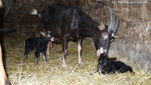 Marguerite et ses 2 bébés !