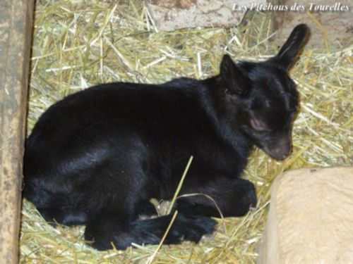 KID, chevreau Alpin âgé de 24 heures