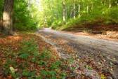 10501751-rural-autumn-scenery--fall-in-forest--park-road.jpg