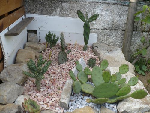  une autre rocaille cactus 