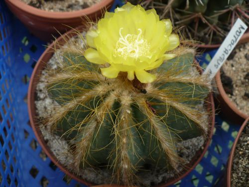  notocactus magnificus en fleur