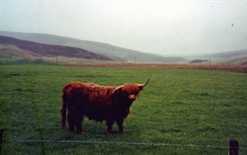 petite vache écossaisse (race Durham)