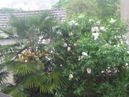 fleurs de lilas blancs et fleurs de palmier