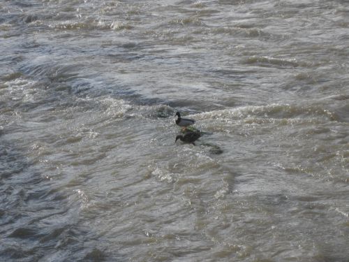 Les canards désorientés par la hauteur de l'eau