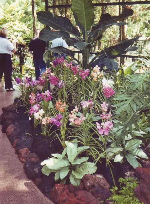 orchidées de toutes sortes