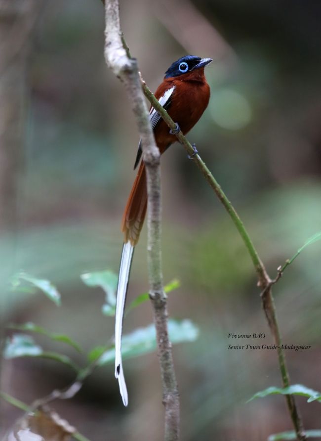 Madagaskar-Paradiesschnäpper/ The paradise flycatcher  (Terpsiphone mutata)