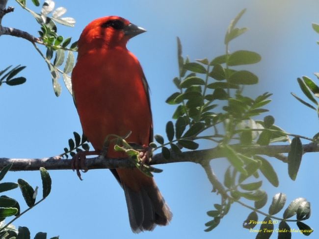 The red fody (Foudia madagascariensis)