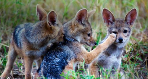 LES 3 RENARDS