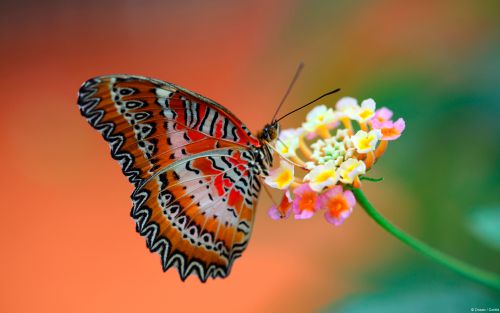 papillon du printemps