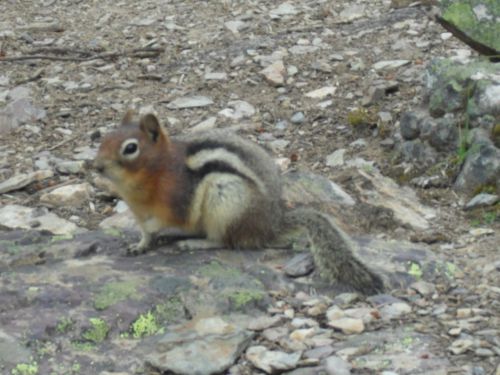 Ecureuil canadien 1