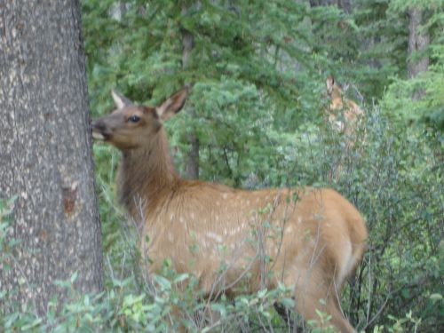 Wapiti femelle 3