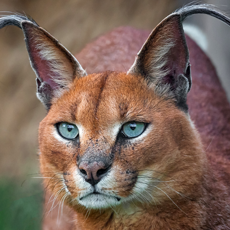 caracal