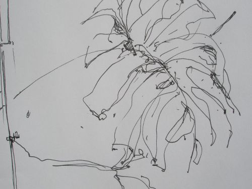 Phylodendron
