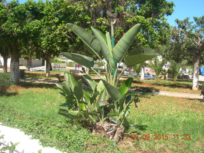 jardin de la mosquée rédouane