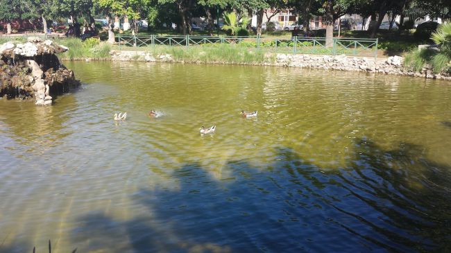 le bassin : pour le bonheur des canards