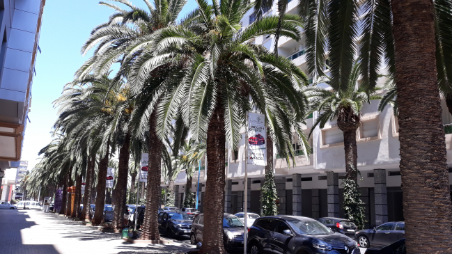 le manque d entretien des palmiers rend le paysage sombre 21 Mai 2019