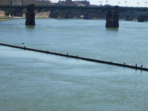 Garonne à Toulouse 5