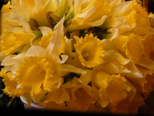 Jonquilles 006.JPG