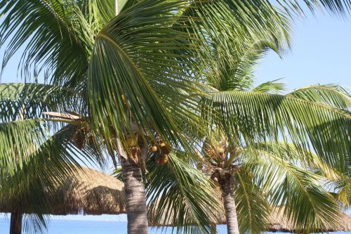 Sur la plage vous pouvez vous reposer sous les cocotiers, mais attention à ceux qui tombent. - On the beach you can hide under the coconut trees, Be careful thou, they fall!