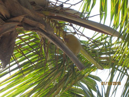 Je suis couchée sous ce cocotier. - I am lying under a coconut tree.