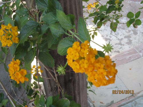 Une autre sorte de plante à fleurs - Another shrub with flowers