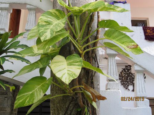 Philodendron