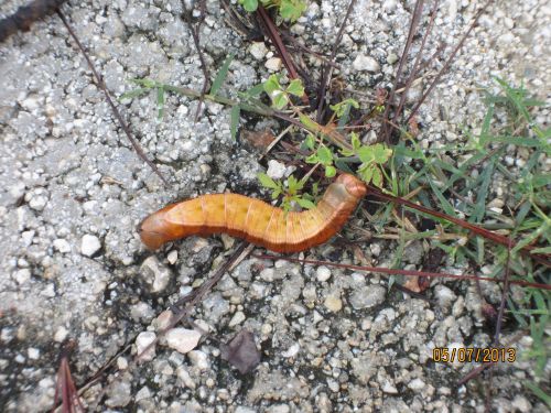 La belle limace de 7.5 cm (3 po.) - The nice slug of 3 inches (7.5 cm)