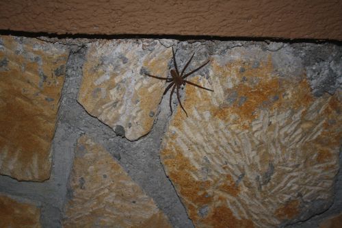 Araignée - Spider