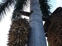 Palmier avec maïs qui sèche sur bois qui traverse le palmier - Palm tree with corn put in and across the trunk to dry