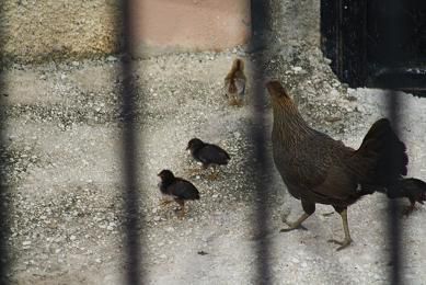 Poule avec ses poussins - Chicken with her chicks