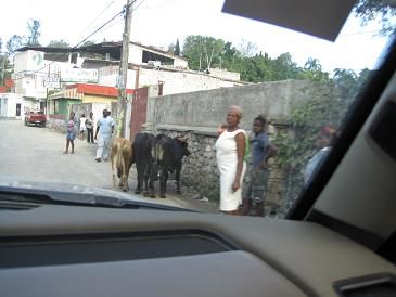 Vaches sur la route principale - Cow on the main road