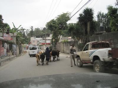Troupeau de vaches sur la route principale - Cow's herd on the main road