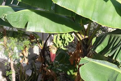 Bananier figue (celles qui sont sucrées) -- Banana-fig Tree  (the sweet ones)