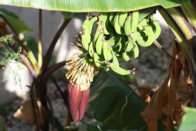 Bananier figue (celles qui sont sucrées) -- Banana-fig Tree  (the sweet ones)