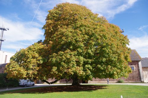 Chêne centenaire des haras de Rodez (automne)