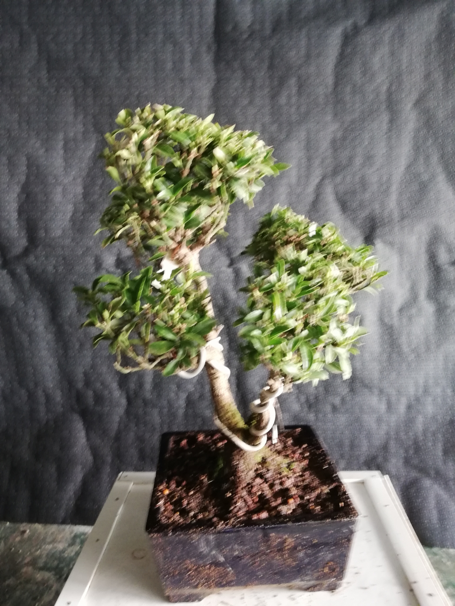 Euonymus Japonicus.jpg