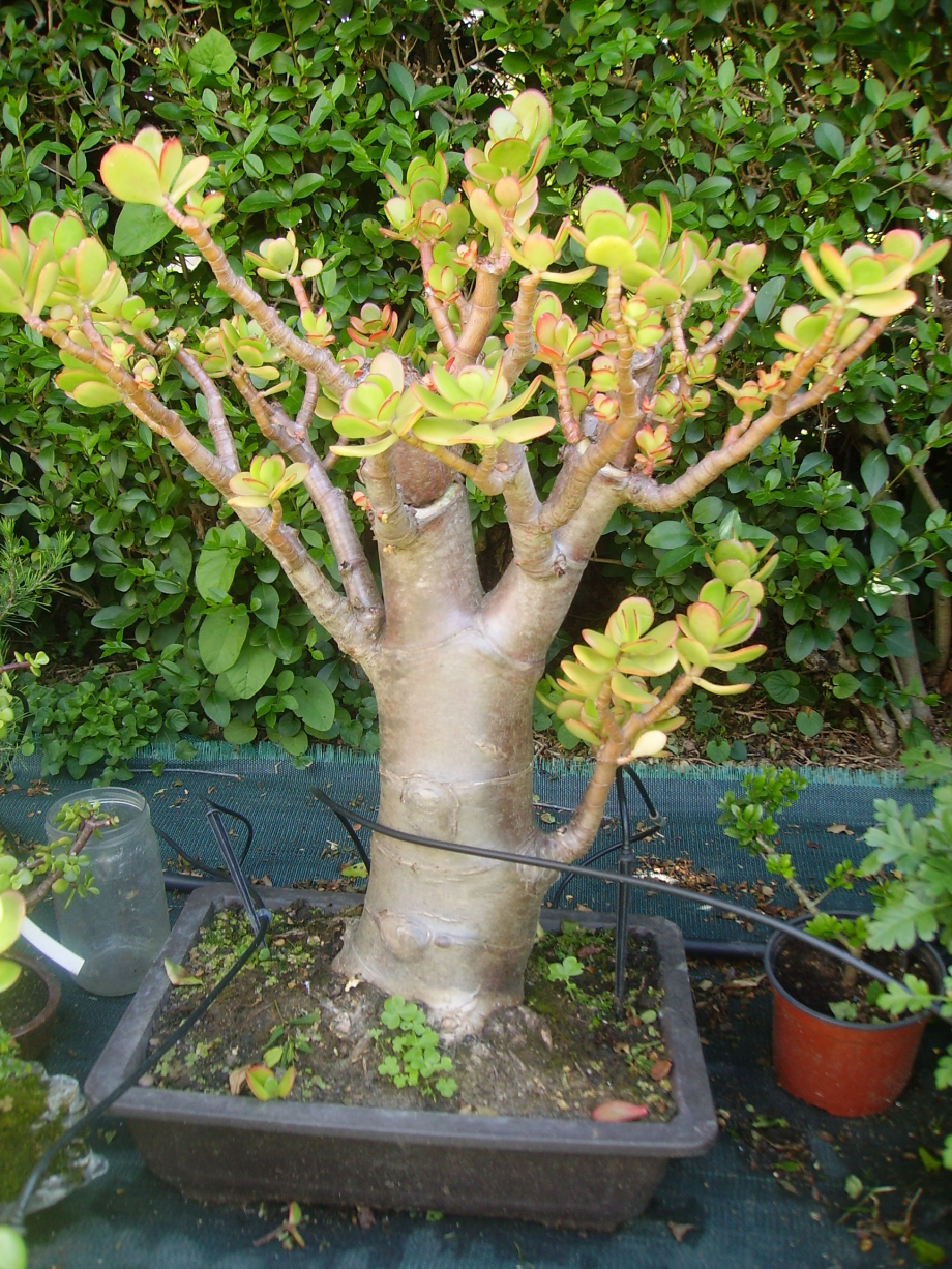 Crassula (arbre de Jade).JPG