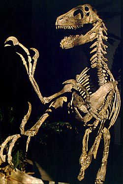 Deinonychus