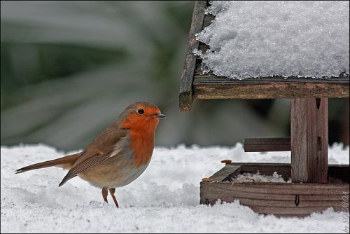 Les Pattes dans la Neige