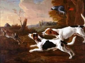 François Desportes (XVIII° siècle) - Beagles chassant un lièvre - (huile exposée au Musée de la vénerie de Senlis)
